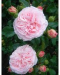 Троянда Rose Mariatheresia квіти
